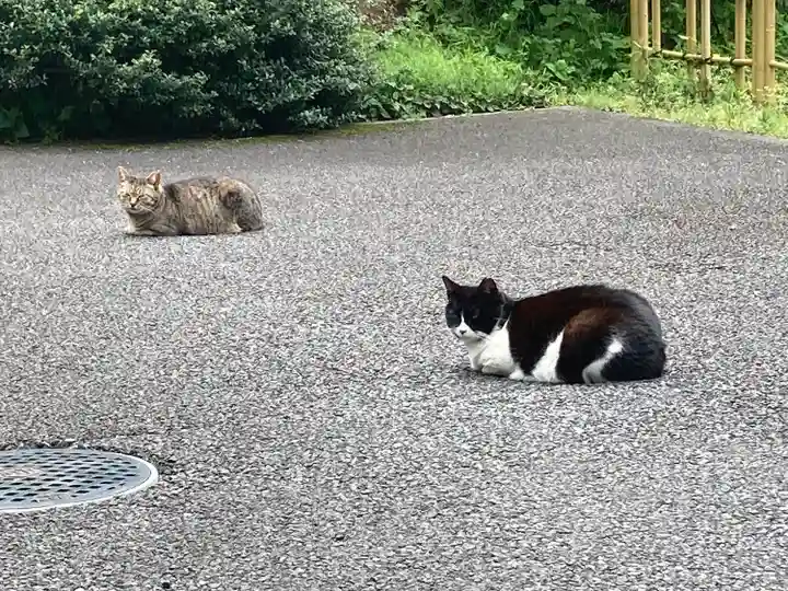 白金氷川神社の動物