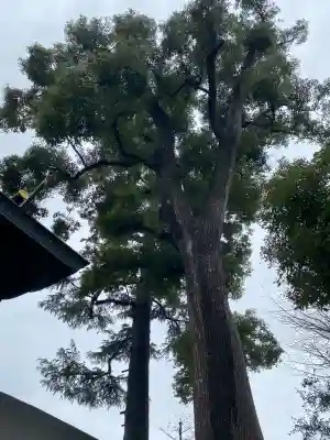 鳩ヶ谷氷川神社の{uncategorized: "未分類", other: "その他", undefined: "問題あり", building: "その他建物", grave: "お墓", sacred_gate: "鳥居", guardian: "狛犬", statue: "像", buddha: "仏像", history: "歴史", nature: "自然", garden: "庭園", animal: "動物", pagoda: "塔", temizu: "手水舎", mountain_gate: "山門・神門", sanctuary: "本殿・本堂", subordinate: "末社・摂社", art: "芸術", scenery: "景色", jizo: "地蔵", ema: "絵馬", goshuin: "御朱印", omikuji: "おみくじ", items: "授与品その他", amulet: "お守り", goshuincho: "御朱印帳", eats: "食事", festival: "お祭り", votive_dance: "神楽", shichigosan: "七五三参", wedding: "結婚式", experience: "体験その他", initially: "初詣", around: "周辺", anti_infection: "感染症対策"}