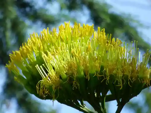 烏森神社(東京都)