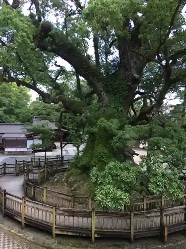蒲生八幡神社の自然