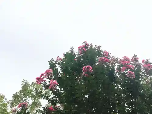 増上寺塔頭 三縁山 宝珠院の自然