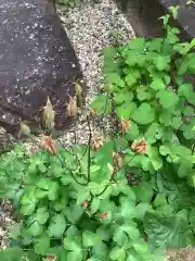 三輪神社の自然