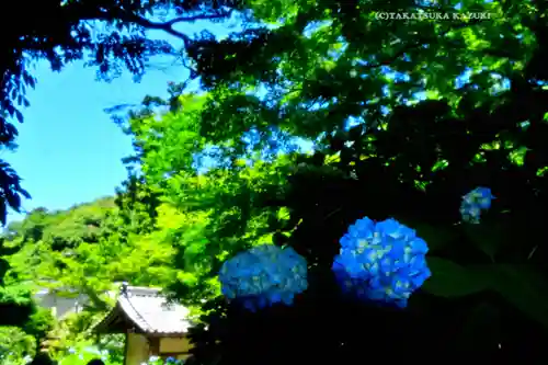 明月院(神奈川県)