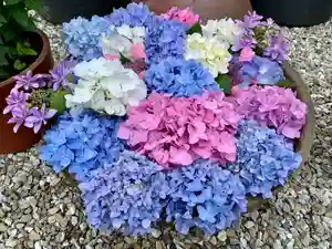 普門寺(切り絵御朱印発祥の寺)の自然(2021年06月02日(水) 12時43分07秒投稿)