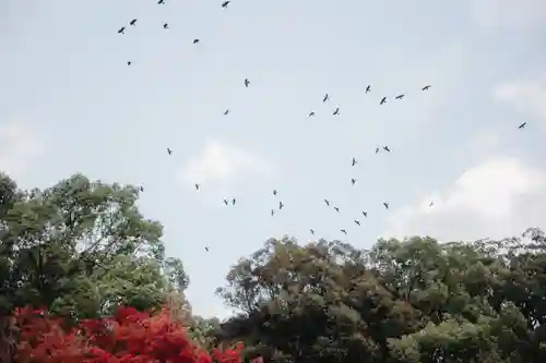 太宰府天満宮(福岡県)