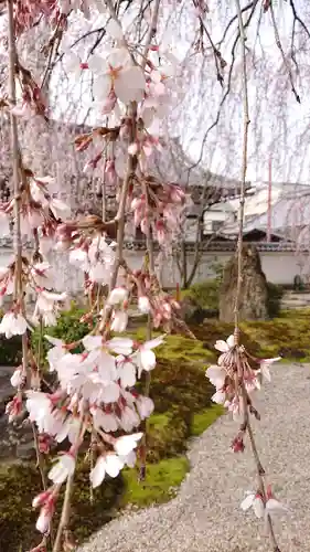 本満寺（本願満足寺）の自然