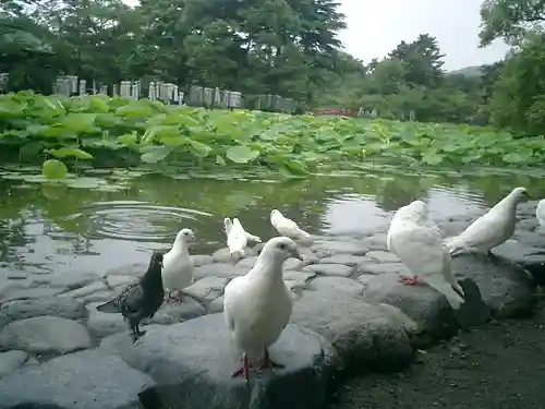 鶴岡八幡宮の動物