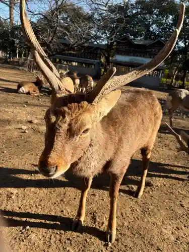 三嶋大社(静岡県)