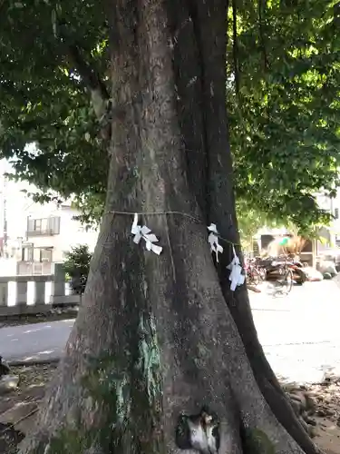 滝野川八幡神社の自然