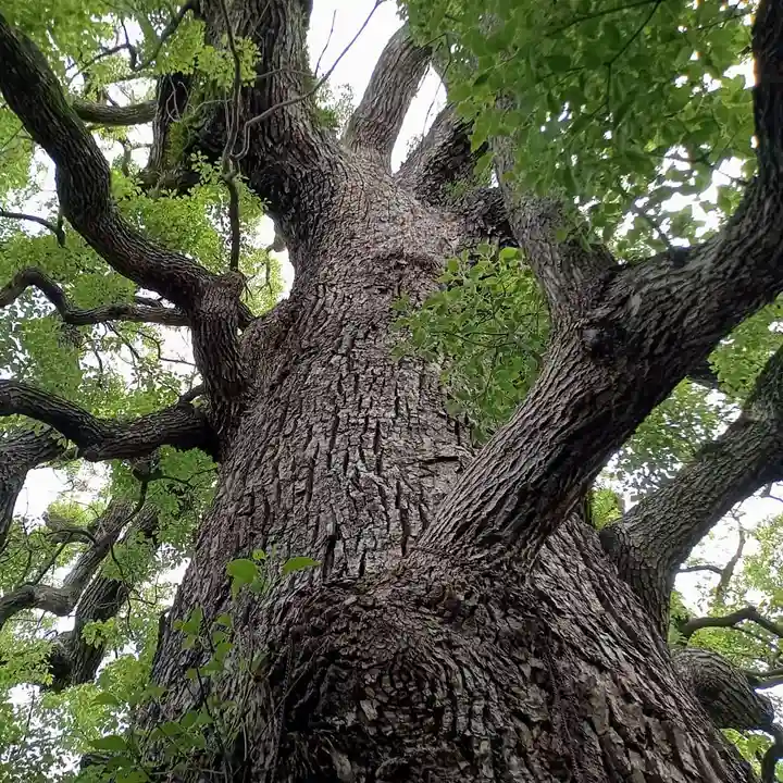 新熊野神社の自然