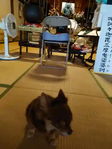 東隆寺の動物