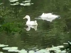 龍安寺の動物