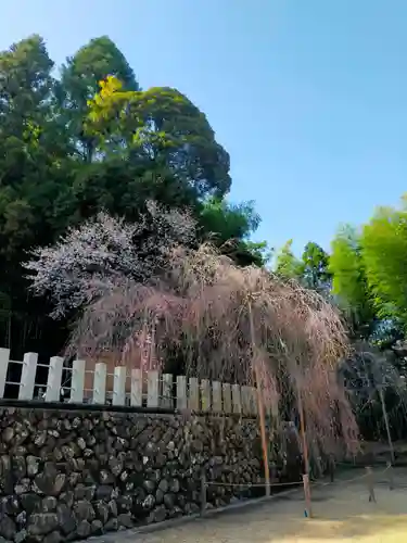小川諏訪神社の自然