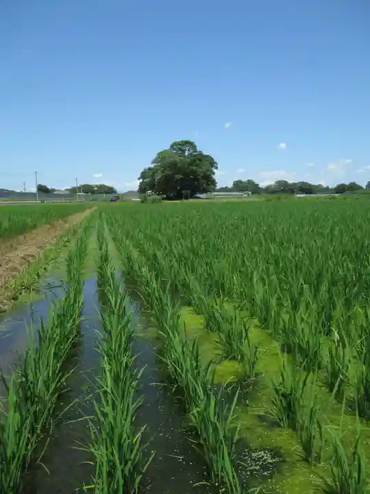 神明神社(千葉県)
