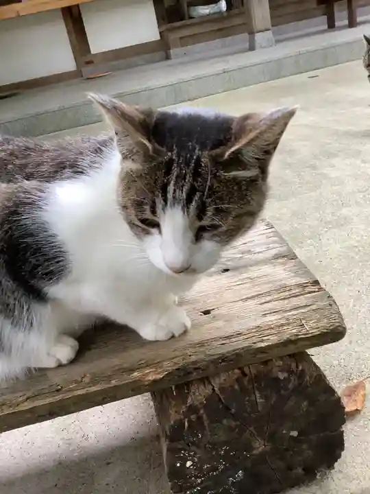 玉野御嶽神社の動物