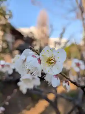 瑞円寺(東京都)