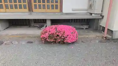 祥雲寺(静岡県)