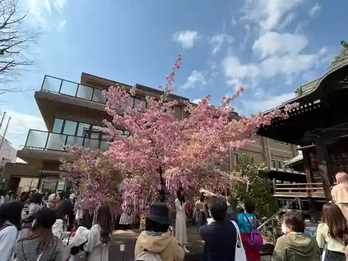 桜神宮(東京都)