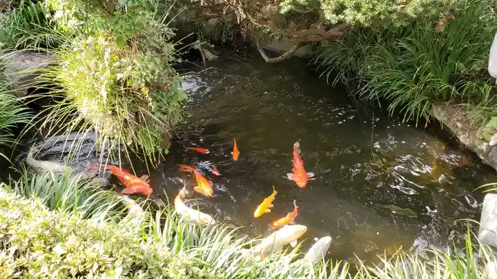 北野神社の動物