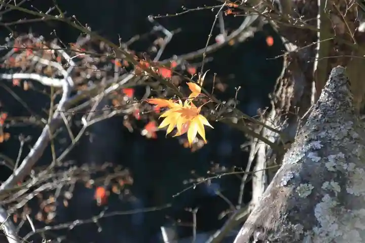 鹿島大神宮の自然