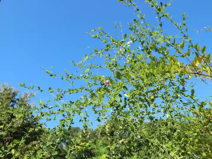 賀茂御祖神社(下鴨神社)の自然