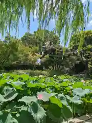 東寺（教王護国寺）(京都府)