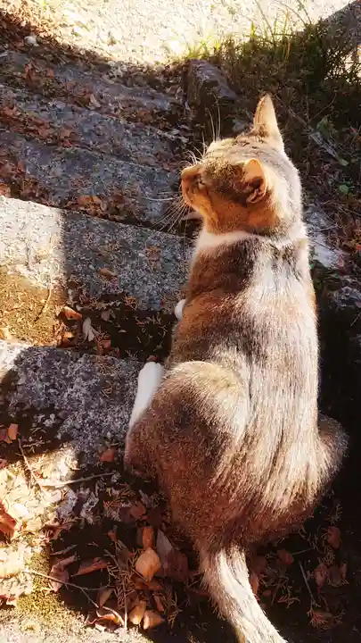 玉野御嶽神社の動物