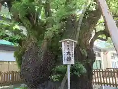 富知六所浅間神社の自然