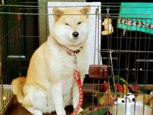 笠䅣稲荷神社の動物