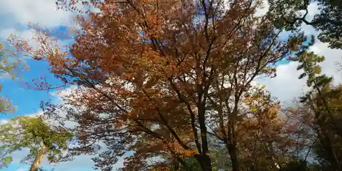 北野天満宮の自然