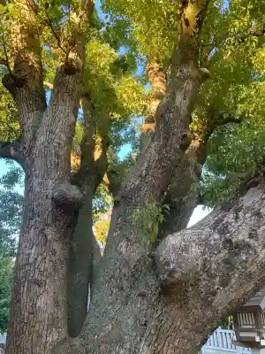 和泉國一之宮　大鳥大社(大阪府)