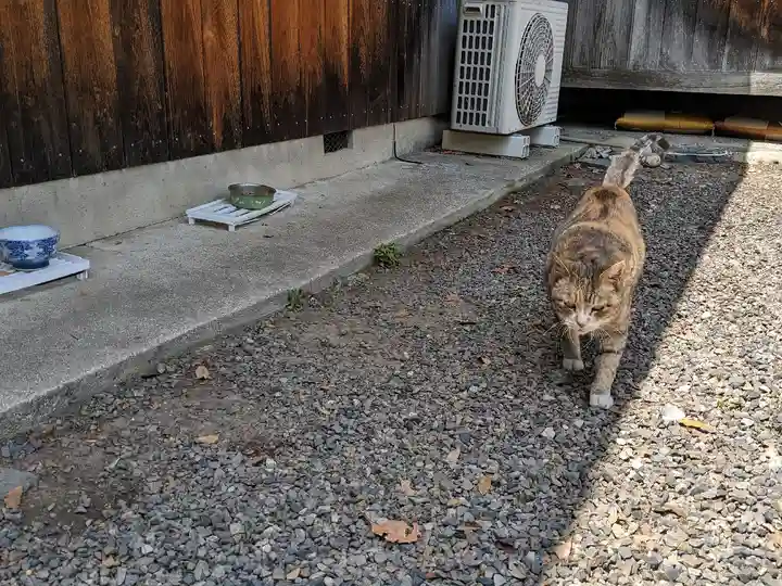 八幡社(柏井町)の動物