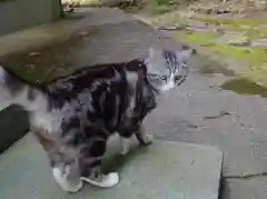 須須神社の動物