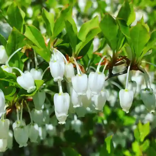 滑川神社 - 仕事と子どもの守り神の自然
