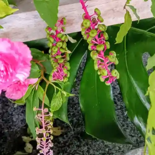 彌彦神社　(伊夜日子神社)(北海道)