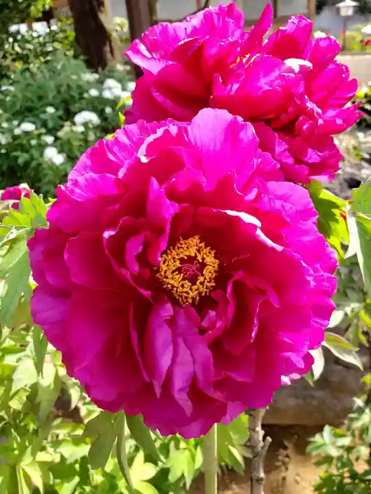 禅定院(東京都)