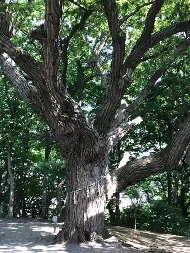 相馬神社の自然