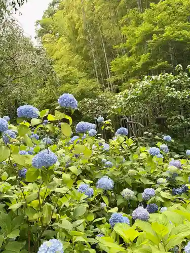 明月院(神奈川県)