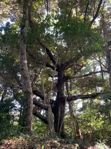 天満天神宮の自然