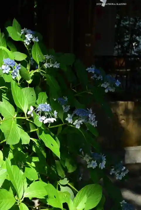 阿佐ヶ谷神明宮(東京都)