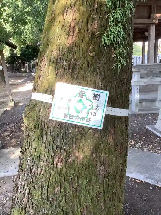 神明社(神明大明神)の自然