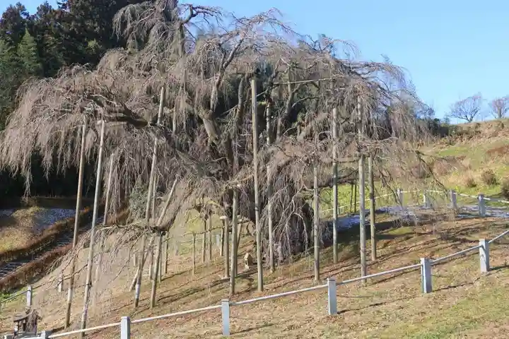 瀧桜神明宮の自然