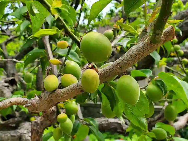 難波熊野神社の自然