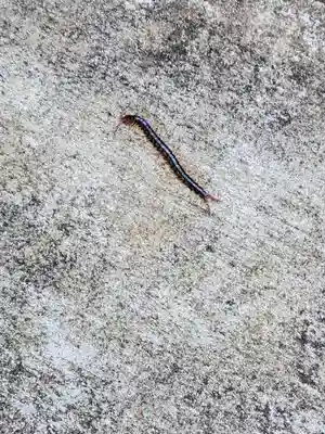 六所皇大神宮霊跡の動物