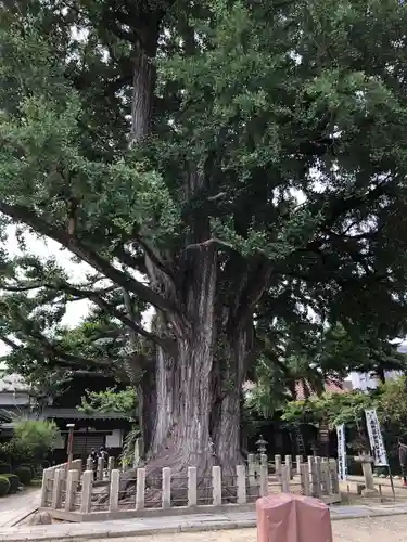 飛騨国分寺の自然