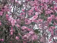 穂高神社本宮の自然