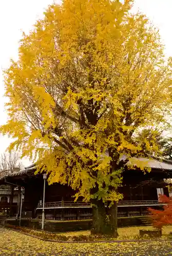 寛永寺(根本中堂)の自然