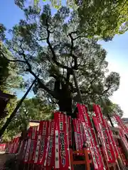 住吉大社(大阪府)