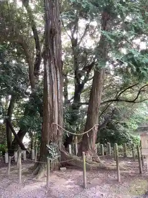 八幡神社(池之内)の自然