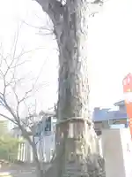 熊野大神社の自然